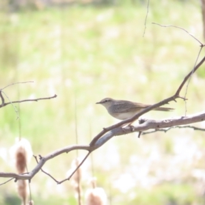 Cincloramphus mathewsi at Bellmount Forest, NSW - 16 Sep 2023 12:55 PM