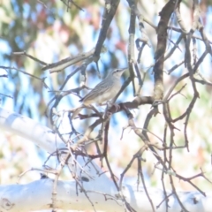 Cincloramphus mathewsi at Bellmount Forest, NSW - 16 Sep 2023