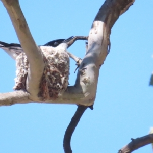 Myiagra inquieta at Bellmount Forest, NSW - 16 Sep 2023 12:39 PM