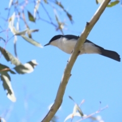 Myiagra inquieta at Bellmount Forest, NSW - 16 Sep 2023 12:39 PM