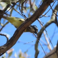 Falcunculus frontatus at Bellmount Forest, NSW - 16 Sep 2023