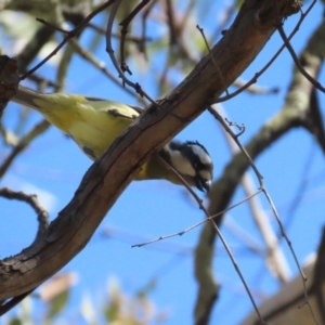 Falcunculus frontatus at Bellmount Forest, NSW - 16 Sep 2023 12:47 PM