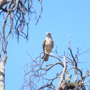 Falco berigora at Bellmount Forest, NSW - 16 Sep 2023