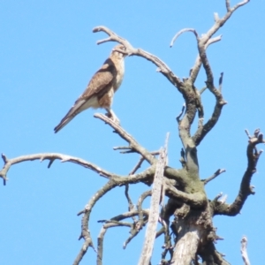 Falco berigora at Bellmount Forest, NSW - 16 Sep 2023