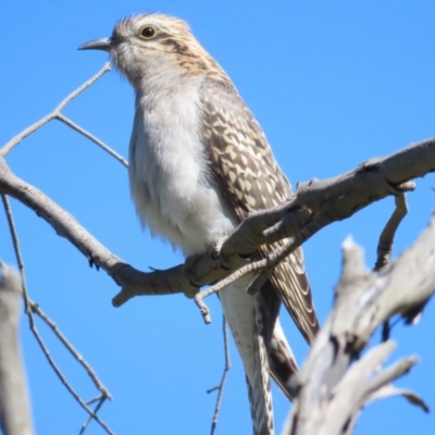 Cacomantis pallidus (Pallid Cuckoo) at Hall, ACT - 16 Sep 2023 by BenW