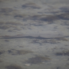 Unidentified Shark / Ray at Wellington Point, QLD - 27 Jul 2023 by TimL