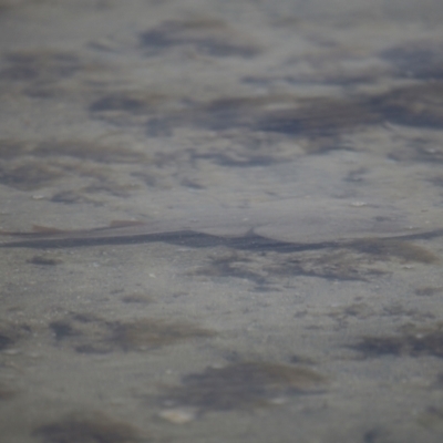 Unidentified Shark / Ray at Wellington Point, QLD - 27 Jul 2023 by TimL
