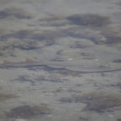 Aptychotrema rostrata at Wellington Point, QLD - 27 Jul 2023 11:55 AM