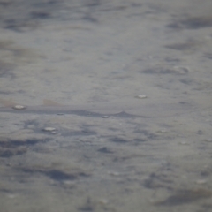 Aptychotrema rostrata at Wellington Point, QLD - 27 Jul 2023 11:55 AM