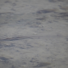 Aptychotrema rostrata at Wellington Point, QLD - 27 Jul 2023 11:55 AM