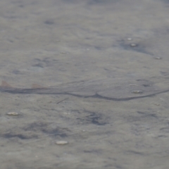 Aptychotrema rostrata at Wellington Point, QLD - 27 Jul 2023 11:55 AM