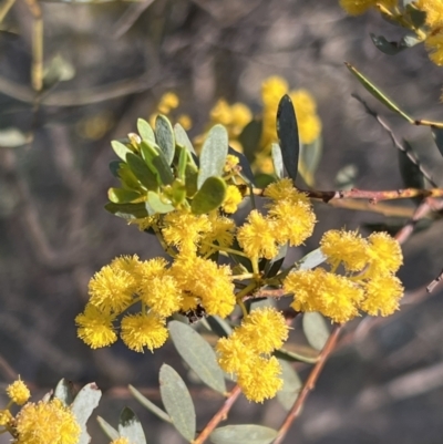 Acacia buxifolia subsp. buxifolia (Box-leaf Wattle) at Belconnen, ACT - 16 Sep 2023 by JimL