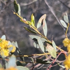 Acacia buxifolia subsp. buxifolia at Belconnen, ACT - 17 Sep 2023 07:42 AM