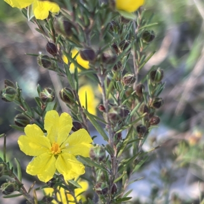 Hibbertia calycina (Lesser Guinea-flower) at Belconnen, ACT - 17 Sep 2023 by JimL