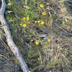 Hibbertia calycina at Belconnen, ACT - 17 Sep 2023 07:21 AM