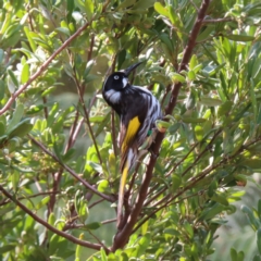 Phylidonyris novaehollandiae (New Holland Honeyeater) at ANBG - 15 Sep 2023 by MatthewFrawley