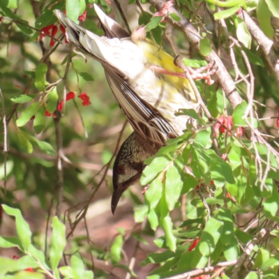 Anthochaera carunculata (Red Wattlebird) at Acton, ACT - 15 Sep 2023 by MatthewFrawley