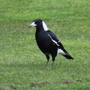 Gymnorhina tibicen at Kambah, ACT - 15 Sep 2023