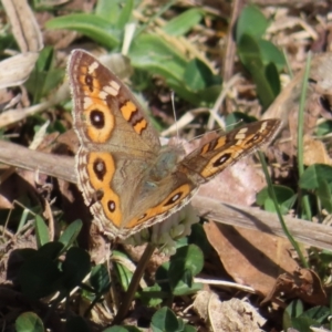 Junonia villida at Braidwood, NSW - 16 Sep 2023