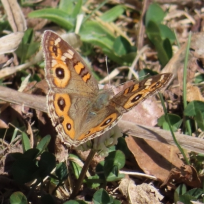 Junonia villida (Meadow Argus) at Braidwood, NSW - 16 Sep 2023 by MatthewFrawley