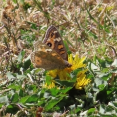 Junonia villida at Braidwood, NSW - 16 Sep 2023 12:15 PM