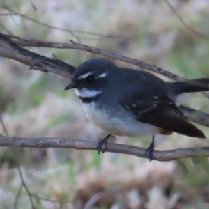 Rhipidura albiscapa at Braidwood, NSW - 16 Sep 2023