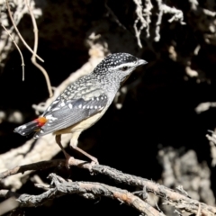 Pardalotus punctatus (Spotted Pardalote) at Bruce, ACT - 16 Sep 2023 by AlisonMilton