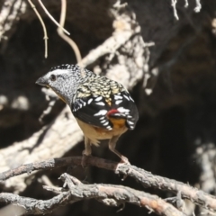 Pardalotus punctatus at Bruce, ACT - 16 Sep 2023