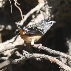 Pardalotus punctatus at Bruce, ACT - 16 Sep 2023