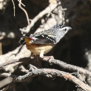 Pardalotus punctatus at Bruce, ACT - 16 Sep 2023 11:26 AM