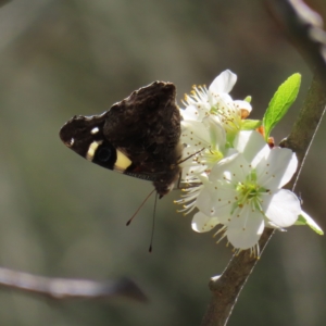 Vanessa itea at Braidwood, NSW - 16 Sep 2023 02:23 PM