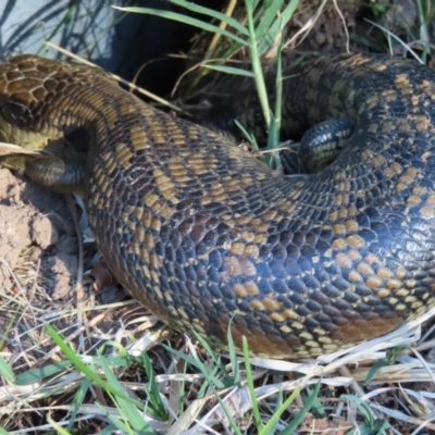 Tiliqua scincoides scincoides (Eastern Blue-tongue) at Braidwood, NSW - 16 Sep 2023 by MatthewFrawley