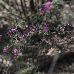 Indigofera australis subsp. australis (Australian Indigo) at Bruce, ACT - 16 Sep 2023 by AlisonMilton