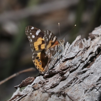Vanessa kershawi (Australian Painted Lady) at Bruce, ACT - 16 Sep 2023 by AlisonMilton