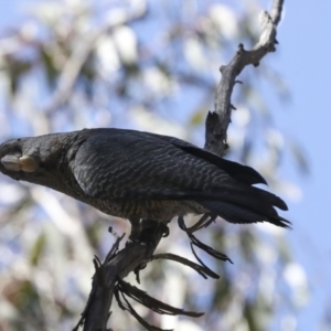 Callocephalon fimbriatum at Bruce, ACT - suppressed