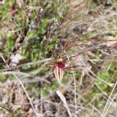Caladenia actensis (Canberra Spider Orchid) at Majura, ACT by petersan