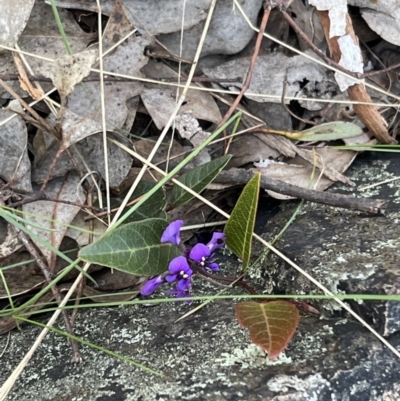 Hardenbergia violacea (False Sarsaparilla) at Belconnen, ACT - 17 Sep 2023 by JimL