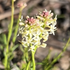 Stackhousia monogyna (Creamy Candles) at Aranda Bushland - 16 Sep 2023 by JimL