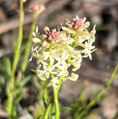 Stackhousia monogyna (Creamy Candles) at Belconnen, ACT - 17 Sep 2023 by JimL