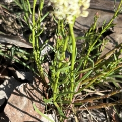 Stackhousia monogyna at Belconnen, ACT - 17 Sep 2023