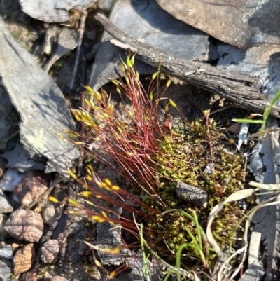 Funaria hygrometrica (Moss) at Aranda Bushland - 16 Sep 2023 by JimL