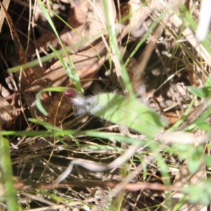 Caladenia actensis at suppressed - 10 Sep 2023