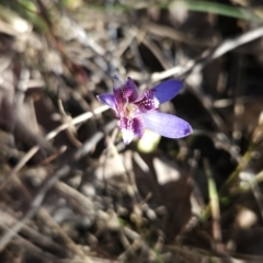 Cyanicula caerulea (Blue Fingers, Blue Fairies) at Stromlo, ACT - 17 Sep 2023 by BethanyDunne