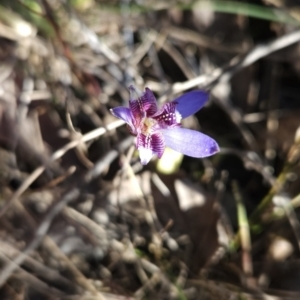 Cyanicula caerulea at Stromlo, ACT - 17 Sep 2023