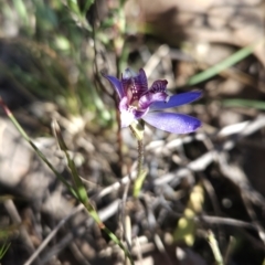 Cyanicula caerulea at Stromlo, ACT - 17 Sep 2023