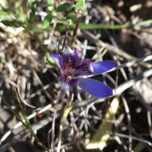 Cyanicula caerulea at Stromlo, ACT - 17 Sep 2023