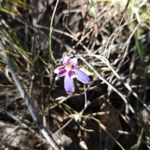 Cyanicula caerulea at Stromlo, ACT - 17 Sep 2023