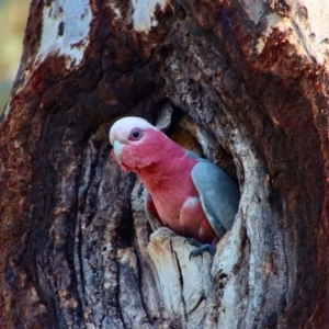 Eolophus roseicapilla at Hughes, ACT - 16 Sep 2023