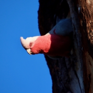 Eolophus roseicapilla at Hughes, ACT - 16 Sep 2023