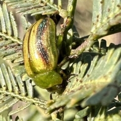 Calomela juncta (Leaf beetle) at Ainslie, ACT - 16 Sep 2023 by Pirom